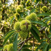 Chestnut Tree Seeds