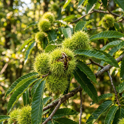 Chestnut Tree Seeds