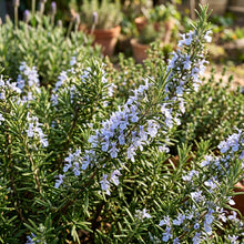 Rosemary Seeds for Herb Garden Planting