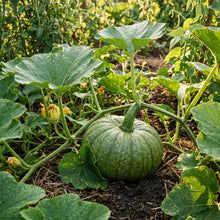 Big Max Pumpkin Seeds for Garden Planting