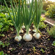 Onion Seeds White Sweet for Garden Growing