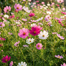 Cosmos Sensation Mix Flower Seeds for Colorful Garden Flower Planting