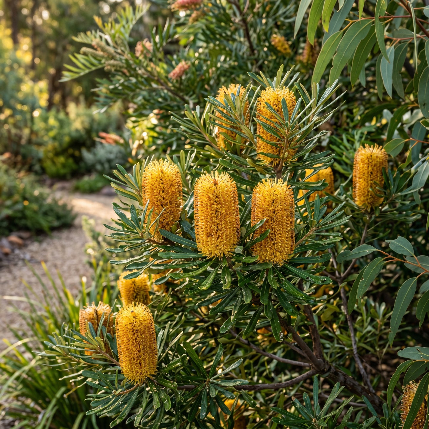 Banksia Seeds Hairpin Variety for Garden Planting