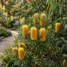 Banksia Seeds Hairpin Variety for Garden Planting