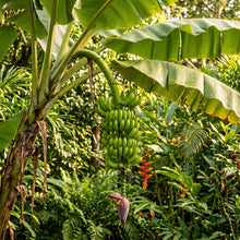 Banana Seeds Plant for Tropical Garden Growing