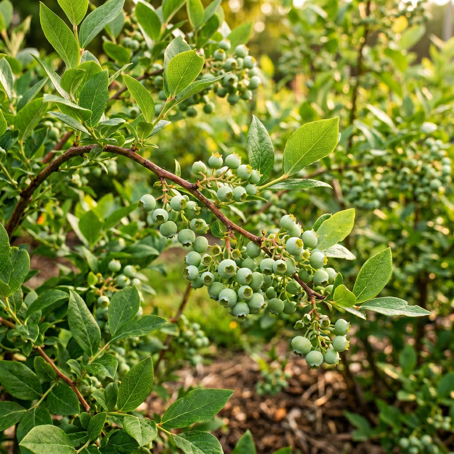 Blueberry Seeds Fruit Plant for Garden Growing