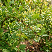 Blueberry Seeds Fruit Plant for Garden Growing