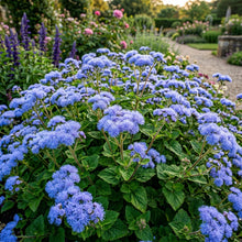 Ageratum Blue Horizon Flower Seeds For Planting
