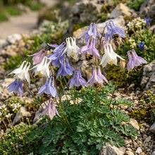 Aquilegia discolor Flower Seeds for Planting