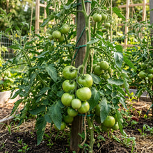 Better Boy Tomato Seeds – Hybrid Tomato Seeds for Home Garden