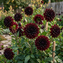 Dahlia Black Seeds for Planting - Black Dahlia Flower Seeds