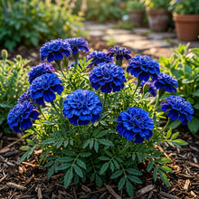 Blue Marigold Flower Seeds for Planting