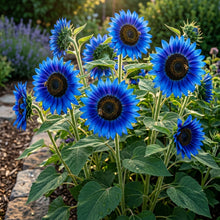 Blue Sunflower Seeds for Planting - Ornamental Sunflower Flowers