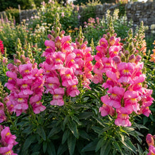 Bright Pink Snapdragon Flower Seeds For Planting