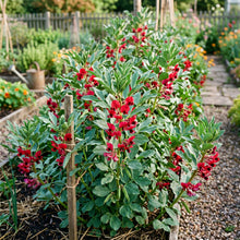 Broad Bean Crimson Flowered Seeds for Planting