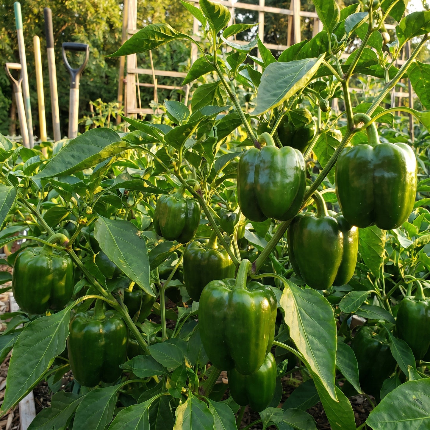 Emerald Giant Bell Pepper Seeds – Bell Pepper Seeds for Home Garden