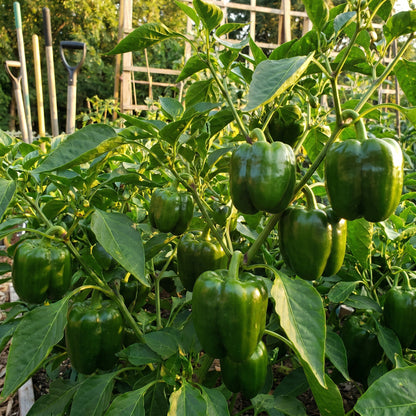Emerald Giant Bell Pepper Seeds – Bell Pepper Seeds for Home Garden