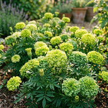 Green Marigold Flower Seeds for Planting - Ornamental Blooms