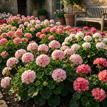 Japanese Rosebud Pelargonium Geranium Flower Seeds - Garden Seeds