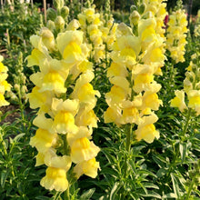 Lemon Yellow Snapdragon Flower Seeds For Planting