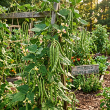 Romano Pole Bean Seeds for Planting