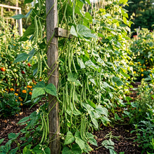 Missouri Wonder Pole Bean Seeds for Home Garden