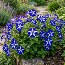 Nema Great Petunia Seeds - Blue & White Flower for Planting