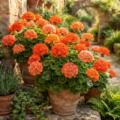 Orange Geranium Flower Seeds for Planting