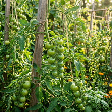 Tomato Orangeto Seeds for Planting