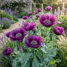 Poppy Papaver Somniferum Lauren's Grape Flower Seeds for Planting