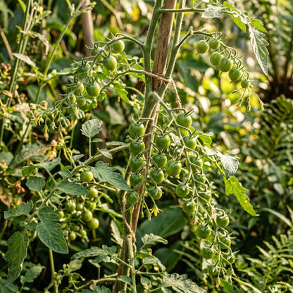 Tomato Peruvianum Seeds for Planting