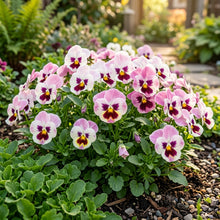 Pink White Pansy Flower Seeds For Planting