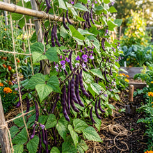 Purple King Seeds for Planting