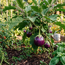 Round Purple Eggplant Seeds – Eggplant Seeds for Home Garden