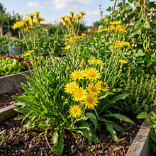 Scorzonera Maxima Vegetable Seeds for Planting