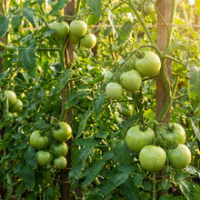 Shirley Tomato Seeds – Tomato Seeds for Home Garden