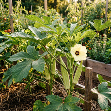 Okra Silver Queen Vegetable Seeds for Planting