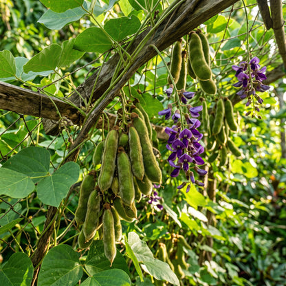 Velvet Bean Seeds (Mucuna pruriens) for Planting