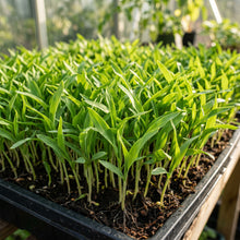 Sweetcorn Shoots Vegetable Seeds for Planting