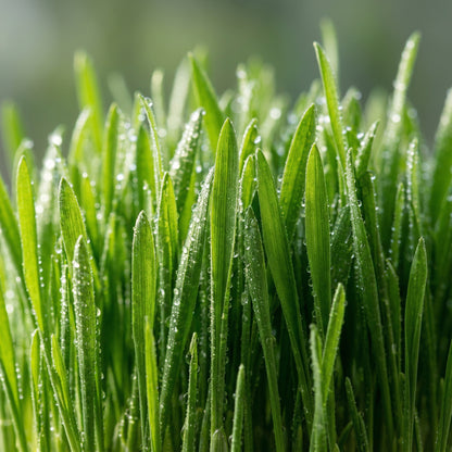 Cat Grass Seeds Mix – Oat & Barley Heirloom Kitty Grass Seeds for Indoor Cats