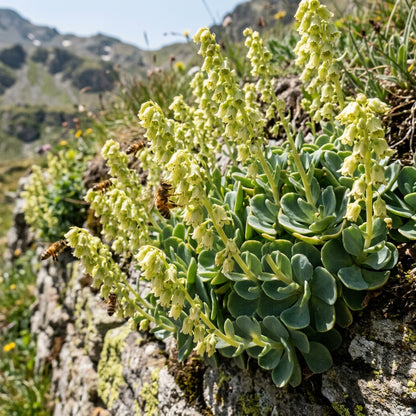 Umbilicus rupestris Seeds for Planting