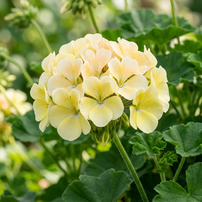 Univalve Geranium Light Yellow Flower Seeds for Garden Planting