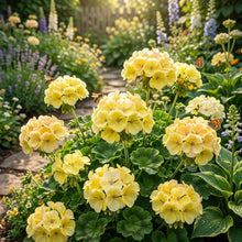 Univalve Geranium Light Yellow Flower Seeds for Garden Planting