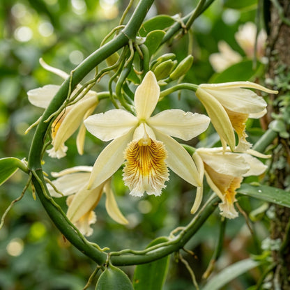 Vanilla planifolia Orchid Seeds for Planting