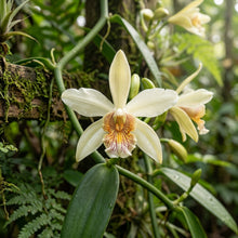 Vanilla planifolia Orchid Seeds for Planting