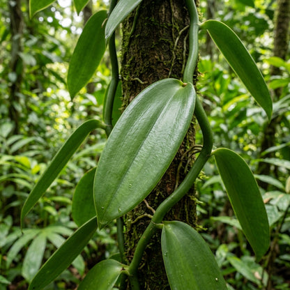 Vanilla planifolia Orchid Seeds for Planting