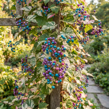 Variegated Porcelain Berry Vine Seeds for Planting