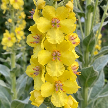 Verbascum densiflorum Flower Seeds for Planting