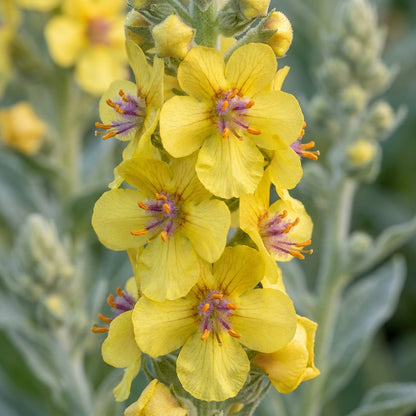 Verbascum densiflorum Flower Seeds for Planting