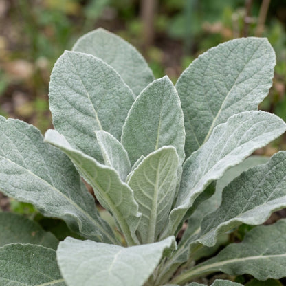 Verbascum densiflorum Flower Seeds for Planting